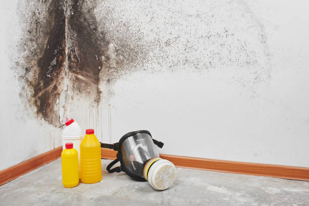 Best Commercial Mold Removal  in Ardmore, OK