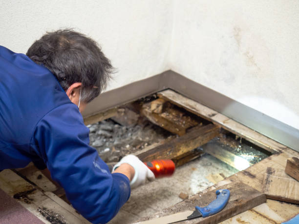Best Home Mold Removal  in Ardmore, OK