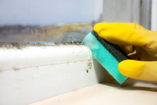 Best Same-Day Mold Removal  in Ardmore, OK