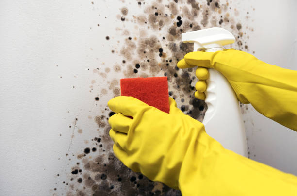 Best Emergency Mold Removal  in Ardmore, OK