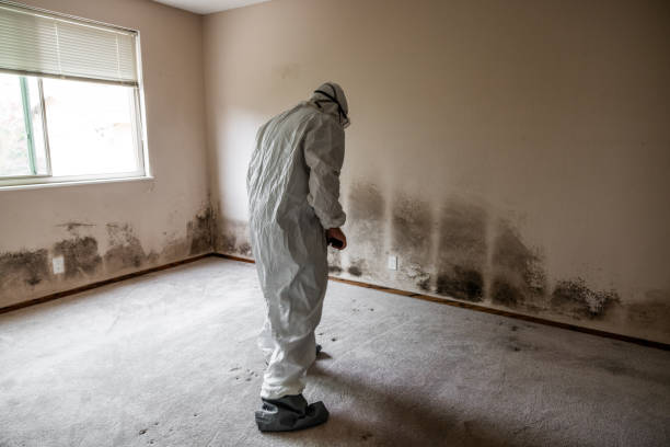 Best Mold Removal Company Near Me  in Ardmore, OK