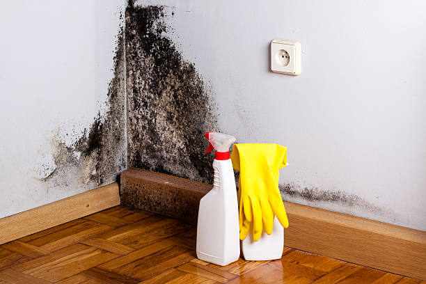 Best Office Mold Removal Services  in Ardmore, OK