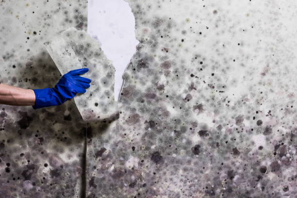 Best Mold Testing  in Ardmore, OK