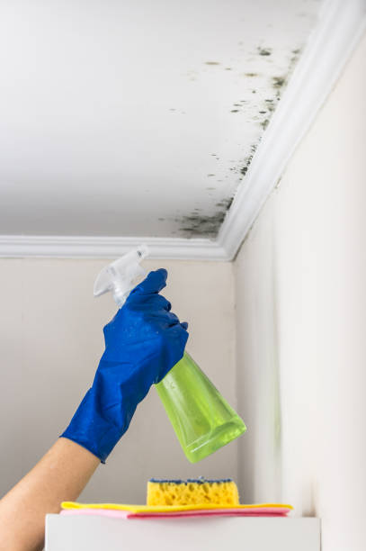 Best Best Mold Removal Companies  in Ardmore, OK